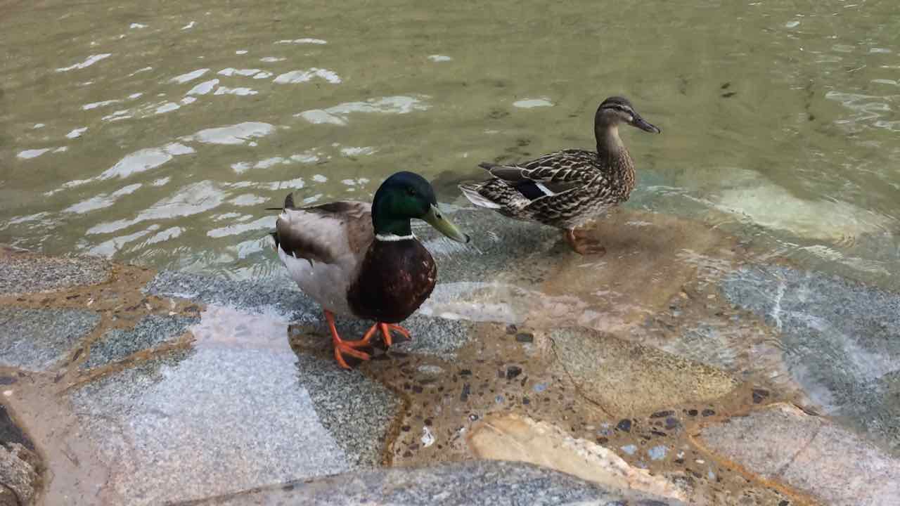 Ducks