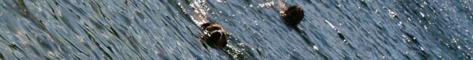 raft
