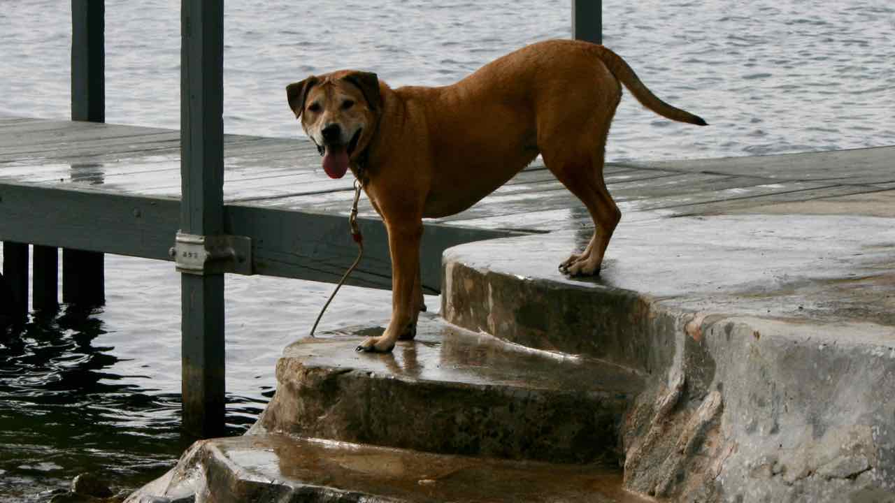 Sasha on Steps